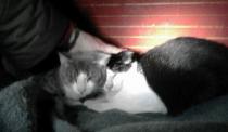 Tom y Jerry Tom y Jerry