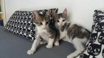 Peques en adopción
