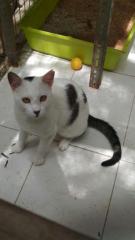 PIWI