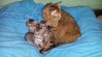 Mami y gatitos Mami y gatitos